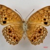 068 Lepidoptera (FV) Nymphalidae Heliconiinae Phallantha eurytis 7IMG_5048WTMK.JPG