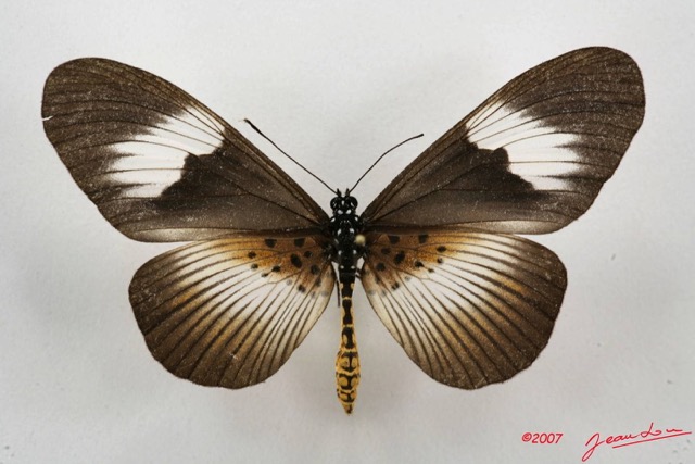 069 Lepidoptera (FD) Nymphalidae Heliconiinae Bematistes indentata f 7IMG_5115WTMK.JPG