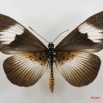 069 Lepidoptera (FD) Nymphalidae Heliconiinae Bematistes indentata f 7IMG_5115WTMK.JPG
