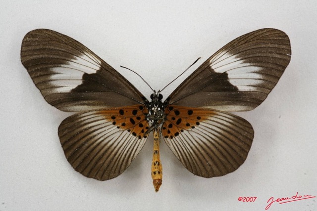 070 Lepidoptera (FV) Nymphalidae Heliconiinae Bematistes indentata f 7IMG_5117WTMK.JPG