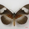 070 Lepidoptera (FV) Nymphalidae Heliconiinae Bematistes indentata f 7IMG_5117WTMK.JPG