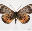 071 Lepidoptera (FD) Nymphalidae Heliconiinae Acraea zetes m 7IMG_7397 awtmk.JPG