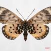 072 Lepidoptera (FV) Nymphalidae Heliconiinae Acraea zetes m 7IMG_7401 awtmk.JPG