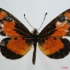 073 Lepidoptera (FD) Nymphalidae Heliconiinae Acraea acerata f 7EIMG_0043WTMK.JPG