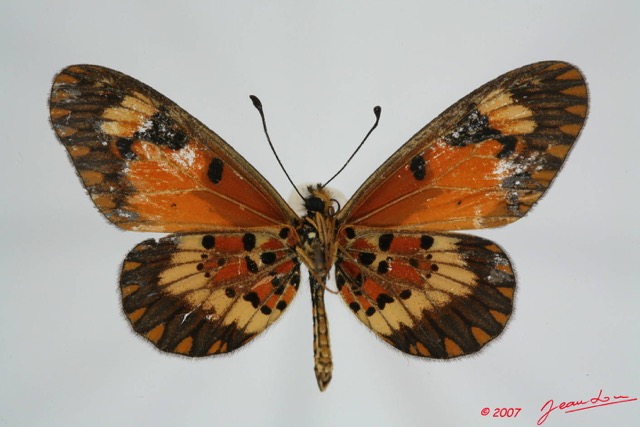 074 Lepidoptera (FV) Nymphalidae Heliconiinae Acraea acerata f 7EIMG_0045WTMK.JPG