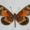 074 Lepidoptera (FV) Nymphalidae Heliconiinae Acraea acerata f 7EIMG_0045WTMK.JPG