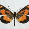 075 Lepidoptera (FD) Nymphalidae Heliconiinae Acraea bonassia m 7EIMG_0058WTMK.JPG