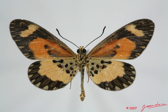 076 Lepidoptera (FV) Nymphalidae Heliconiinae Acraea bonassia m 7EIMG_0062WTMK.JPG