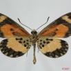 076 Lepidoptera (FV) Nymphalidae Heliconiinae Acraea bonassia m 7EIMG_0062WTMK.JPG