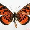 077 Lepidoptera (FD) Nymphalidae Heliconiinae Acraea cepheus m 7EIMG_2012WTMK.JPG
