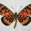 078 Lepidoptera (FV) Nymphalidae Heliconiinae Acraea cepheus m 7EIMG_2015WTMK.JPG