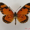 079 Lepidoptera (FD) Nymphalidae Heliconiinae Acraea eponina m IMG_4902WTMKa.jpg