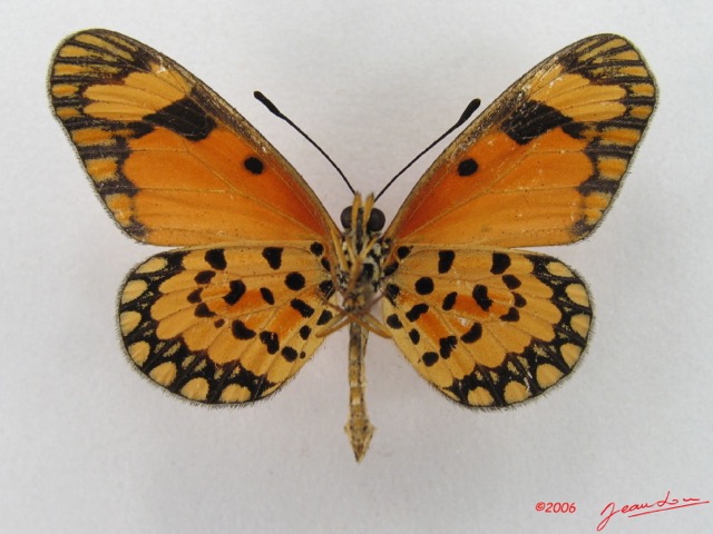 080 Lepidoptera (FV) Nymphalidae Heliconiinae Acraea eponina m IMG_4903WTMKa.jpg