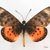 081 Lepidoptera (FD) Nymphalidae Heliconiinae Acraea zetes m 7IMG_5787WTMKa.jpg