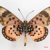 082 Lepidoptera (FV) Nymphalidae Heliconiinae Acraea zetes m 7IMG_5788WTMKa.jpg