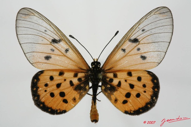 083 Lepidoptera (FD) Nymphalidae Heliconiinae Acraea terpsicore 7EIMG_2022WTMK.JPG