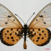 083 Lepidoptera (FD) Nymphalidae Heliconiinae Acraea terpsicore 7EIMG_2022WTMK.JPG