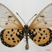 084 Lepidoptera (FV) Nymphalidae Heliconiinae Acraea terpsicore 7EIMG_2023WTMK.JPG