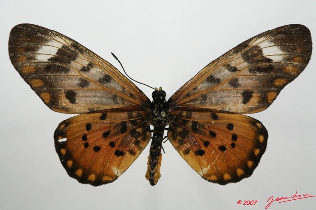085 Lepidoptera (FD) Nymphalidae Heliconiinae Acraea zetes f 7EIMG_2113WTMK.JPG