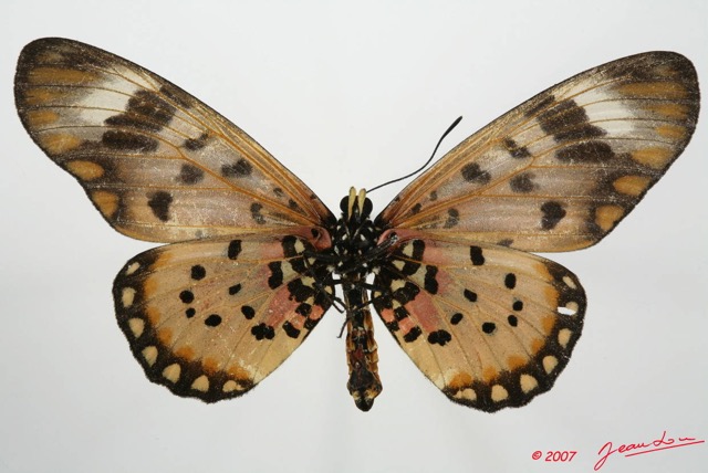 086 Lepidoptera (FV) Nymphalidae Heliconiinae Acraea zetes f 7EIMG_2119WTMK.JPG