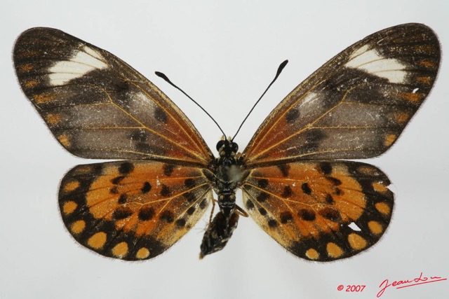 087 Lepidoptera (FD) Nymphalidae Heliconiinae Acraea eponina f 7EIMG_2390WTMK.JPG
