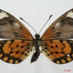 087 Lepidoptera (FD) Nymphalidae Heliconiinae Acraea eponina f 7EIMG_2390WTMK.JPG