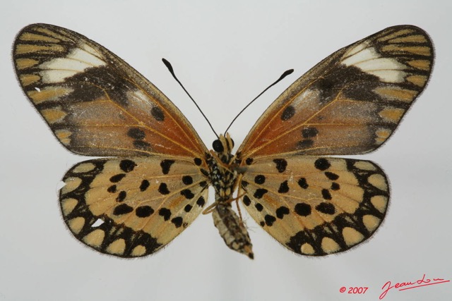 088 Lepidoptera (FV) Nymphalidae Heliconiinae Acraea eponina f 7EIMG_2392WTMK.JPG