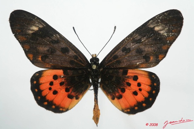 089 Lepidoptera (FD) Nymphalidae Heliconiinae Acraea zetes m 8EIMG_4221WTMK.JPG