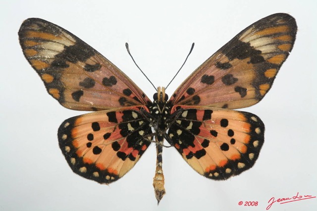 090 Lepidoptera (FV) Nymphalidae Heliconiinae Acraea zetes m 8EIMG_4222WTMK.JPG