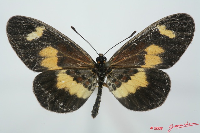 091 Lepidoptera (FD) Nymphalidae Heliconiinae Acraea viviana 8EIMG_15759WTMK.jpg