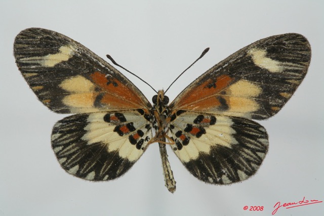 092 Lepidoptera (FV) Nymphalidae Heliconiinae Acraea viviana 8EIMG_15763WTMK.jpg
