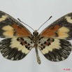 092 Lepidoptera (FV) Nymphalidae Heliconiinae Acraea viviana 8EIMG_15763WTMK.jpg