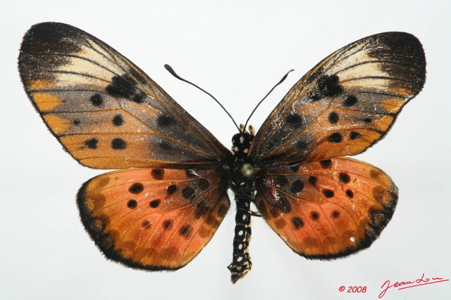 093 Lepidoptera (FD) Nymphalidae Heliconiinae Acraea pseudegina Ex-Larvae 04 8EIMG_17557WTMK.JPG