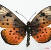 093 Lepidoptera (FD) Nymphalidae Heliconiinae Acraea pseudegina Ex-Larvae 04 8EIMG_17557WTMK.JPG