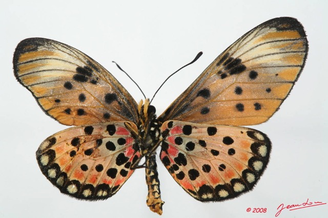 094 Lepidoptera (FV) Nymphalidae Heliconiinae Acraea pseudegina Ex-Larvae 04 8EIMG_17564WTMK.JPG