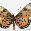094 Lepidoptera (FV) Nymphalidae Heliconiinae Acraea pseudegina Ex-Larvae 04 8EIMG_17564WTMK.JPG