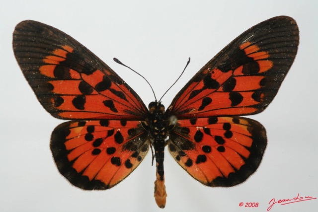 095 Lepidoptera (FD) Nymphalidae Heliconiinae Acraea cepheus m 8EIMG_18457WTMK.JPG