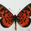 095 Lepidoptera (FD) Nymphalidae Heliconiinae Acraea cepheus m 8EIMG_18457WTMK.JPG
