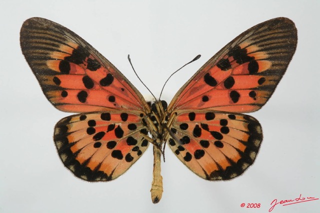 096 Lepidoptera (FV) Nymphalidae Heliconiinae Acraea cepheus m 8EIMG_18459WTMK.JPG