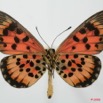 096 Lepidoptera (FV) Nymphalidae Heliconiinae Acraea cepheus m 8EIMG_18459WTMK.JPG