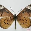 097 Lepidoptera (FD) Nymphalidae Heliconiinae Acraea encedon f 8EIMG_18483WTMK.JPG