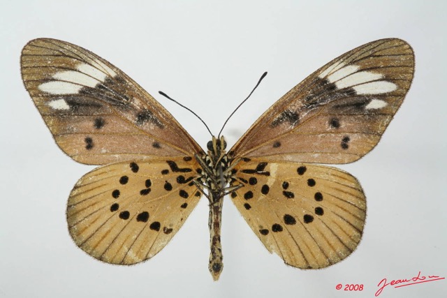 098 Lepidoptera (FV) Nymphalidae Heliconiinae Acraea encedon f 8EIMG_18486WTMK.JPG
