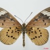 098 Lepidoptera (FV) Nymphalidae Heliconiinae Acraea encedon f 8EIMG_18486WTMK.JPG