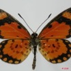 099 Lepidoptera (FD) Nymphalidae Heliconiinae Acraea eponina m 8EIMG_18404WTMK.JPG