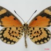 100 Lepidoptera (FV) Nymphalidae Heliconiinae Acraea eponina m 8EIMG_18406WTMK.JPG