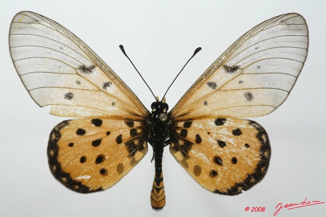 0001 Lepidoptera (FD) Nymphalidae Heliconiinae Acraea terpsicore m 8EIMG_18475WTMK.JPG