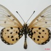 0002 Lepidoptera (FV) Nymphalidae Heliconiinae Acraea terpsicore m 8EIMG_18476WTMK.JPG