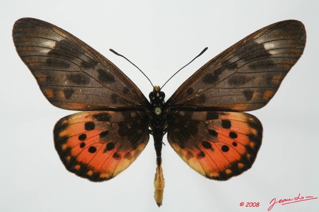 0003 Lepidoptera (FD) Nymphalidae Heliconiinae Acraea zetes m 8EIMG_18491WTMK.JPG