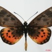 0003 Lepidoptera (FD) Nymphalidae Heliconiinae Acraea zetes m 8EIMG_18491WTMK.JPG