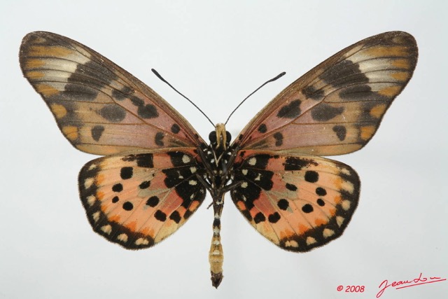 0004 Lepidoptera (FV) Nymphalidae Heliconiinae Acraea zetes m 8EIMG_18496WTMK.JPG